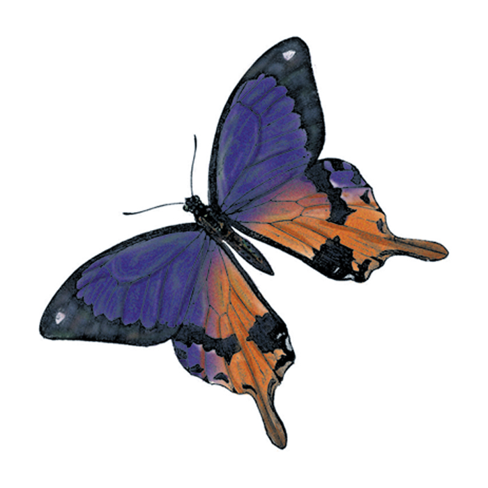 Purple Butterfly Temporary Tattoo