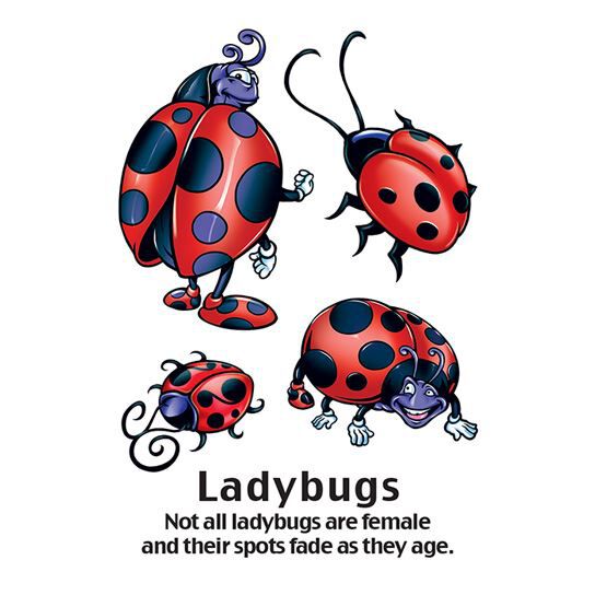 BUG-24